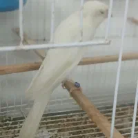 قناری رسمی نر