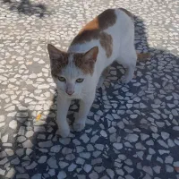 واگذاری رایگان گربه ماده زرد و سفید|گربه|قائم‌شهر, |دیوار