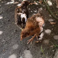 جوجه