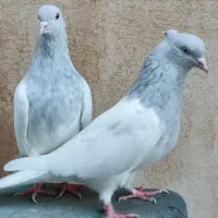 کبوتر کله کاکلی زیبا|پرنده|مشهد, هفده شهریور|دیوار