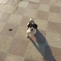 سگ ماده|سگ|گرگان, |دیوار