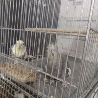 عروس هلندی مولد|پرنده|شاهین‌شهر, خانه کارگر|دیوار