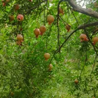فروش باغ انار (کازرون)