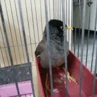 مرغ مینا معاوضه باعروس هلندی دستی