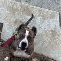 سگ امریکن بولی پیت بول داگو کن کرسو روتوایلر