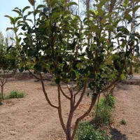 درخت سیب پایه کوتاه (مالینگ) فرانسوی