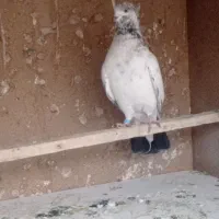 کفترکله دم سبز|پرنده|تهران, امیریه|دیوار