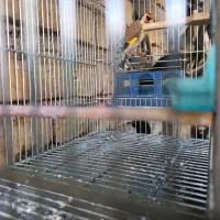 سرسیاه چهار گل فوت دهن دارابی