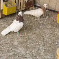 کبوتر جفت گاه