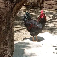 خروس محلی