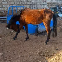 اسب نریان سه سال|اسب و تجهیزات اسبسواری|خرمآباد, |دیوار