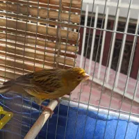 قناری آواز خوان|پرنده|بروجرد, |دیوار