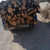 خریدو قطع چوب پرتغال  و صنوبر و خرید ریشه مرکبات