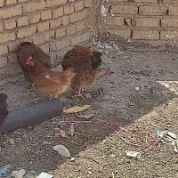 مرغ