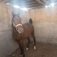 مادیان کهر دوپا سفید