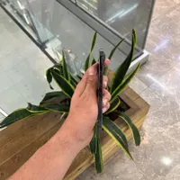 iphone 13 pro max 256 لازرورق|موبایل|کرج, درختی|دیوار
