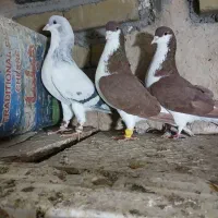 کفترای رنگی پرنده|پرنده|قزوین, |دیوار