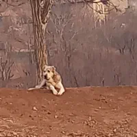 فروشی|سگ|لواسان, |دیوار