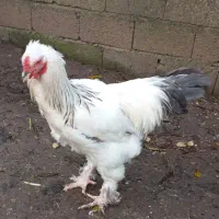 خروس پاپری نژاد برهما|حیوانات مزرعه|رانکوه, |دیوار