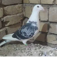 پشدار پلاکی