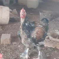 برهما