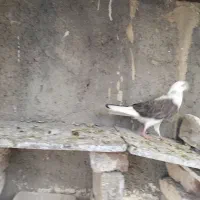 سلام ۲ تا کفتر ماده طوقی کاکول|پرنده|اسلام‌شهر, شهرک مهدیه|دیوار