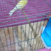 قناری|پرنده|ری, حمزهآباد|دیوار