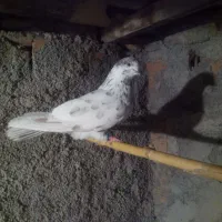 کبوتر پرشی