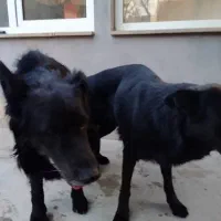 ژرمن بلک شپرد اصیل|سگ|صفادشت, |دیوار