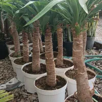 فروش انواع گل‌های آپارتمانی