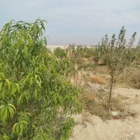 باغ مثمر میوه ۳۵۰ متری/ سند تک برگ/ سند و سهمیه آب