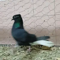 دوکت دمسفید خوشرنگ یال شصتی بمبویی هندی سینه طوقی