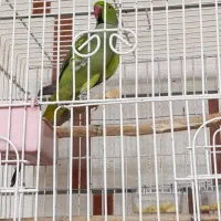 طوطی ملنگو نر جوان|پرنده|بهبهان, |دیوار