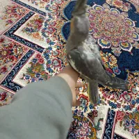 جوجه عروس هلندی|پرنده|پاکدشت, حصار امیر|دیوار