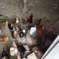 مرغوخروس روستای وچهارعدد مرغ لاری