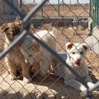 توله سگ|سگ|معصومیه, |دیوار