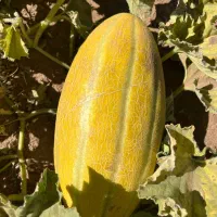 خربزه گوسفندی