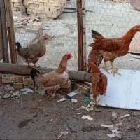 مرغ