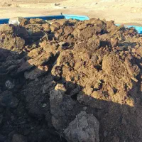 کود حیوانی برای باغداران عزیز کود دو سه ساله