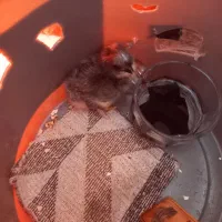 جوجه رسمی کاکلی پا پر|حیوانات مزرعه|مشکیندشت, |دیوار