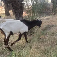 کهره پاکستانی|حیوانات مزرعه|رودخانه, |دیوار
