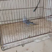 مرغ عشق پروانیی|پرنده|بندر ماهشهر, |دیوار