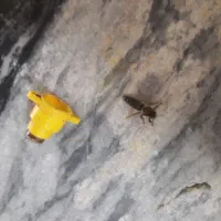 ملکه زنبور عسل