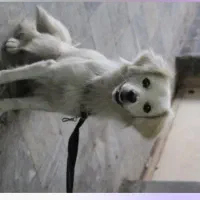 سگ پاکوتاه