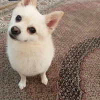 سگ پامر روباهی