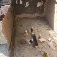 طوقی|پرنده|کاشمر, |دیوار