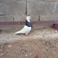 طوقی ناب