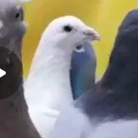 کبوتر کفتر گمشده