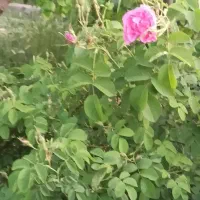 نیازمندسرمایه گذاردرشرکت تولید پوشاک درزاهدان|مشارکت در ساخت املاک|تهران, آرژانتین|دیوار