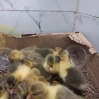 جوجه غازواردک خارجی